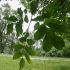 Tratamente naturiste pentru iritatii ale pielii